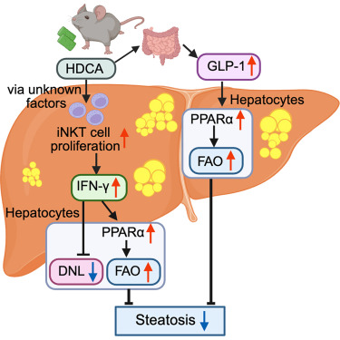 Study Finds Bile Acid May Help Reduce Liver Fat